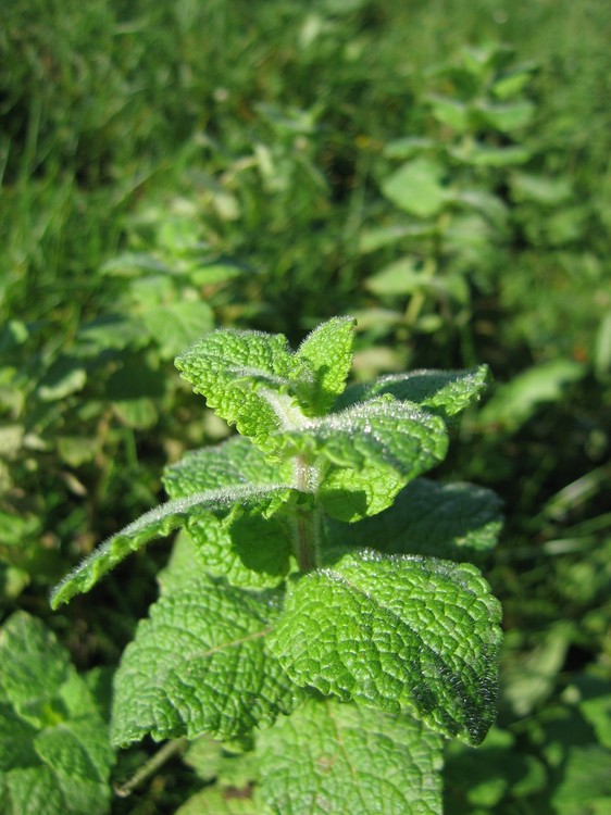 Mentha suaveolens