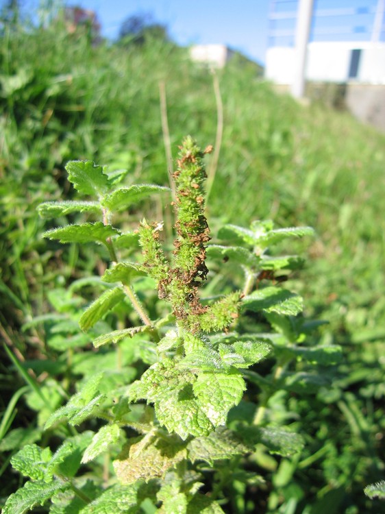Mentha suaveolens