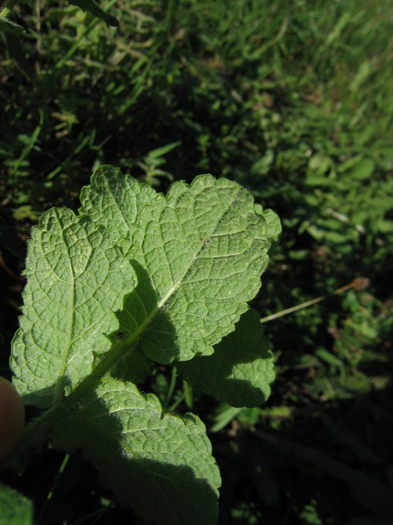 Mentha suaveolens