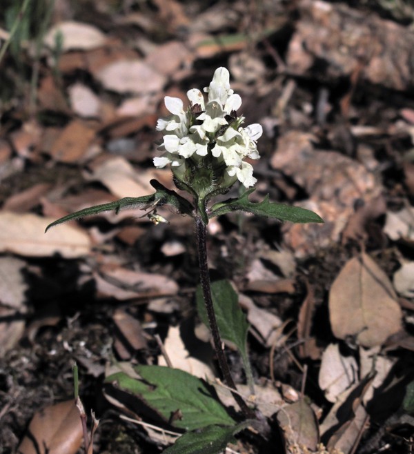 Prunella laciniata