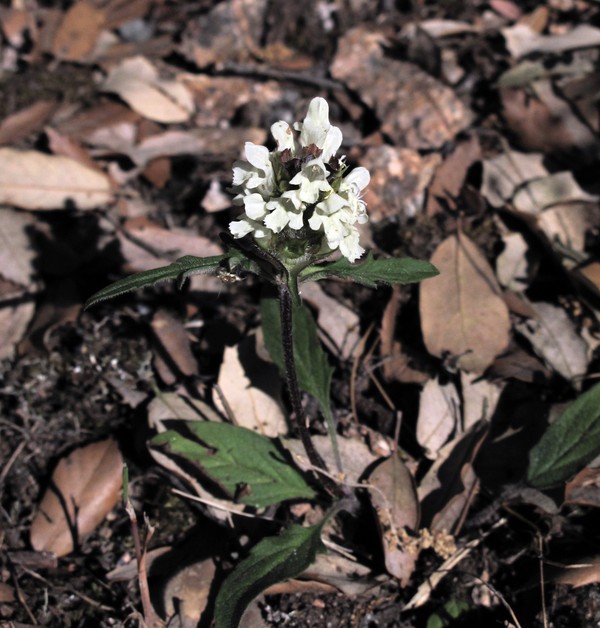 Prunella laciniata