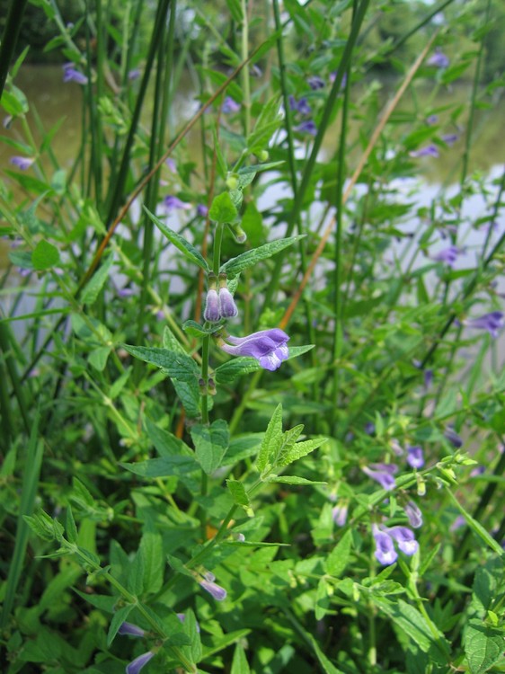 Scutellaria galericulata