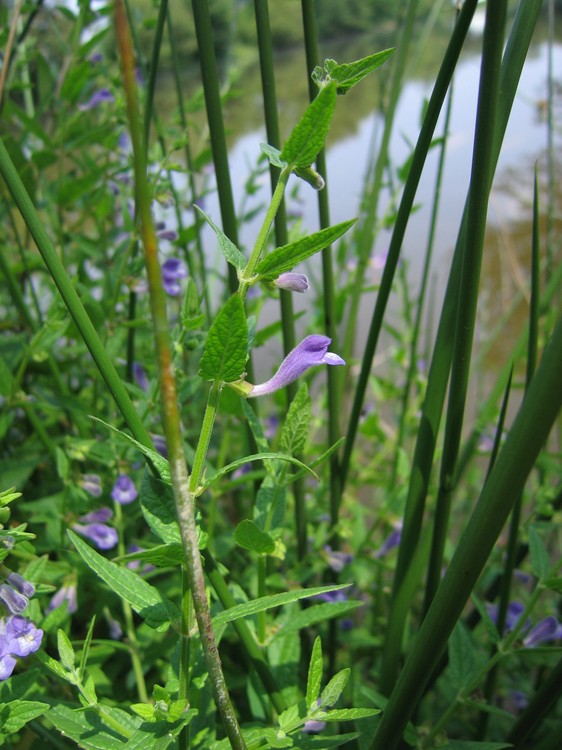 Scutellaria galericulata