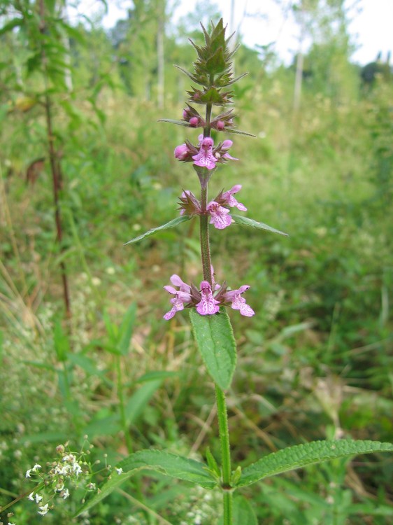 Stachys palustris