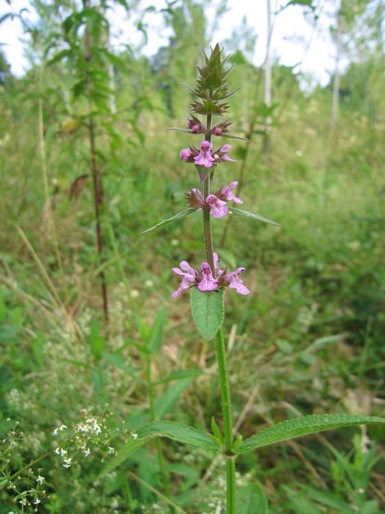 Stachys palustris