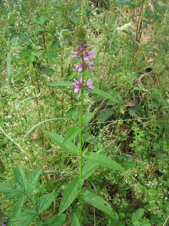 Stachys palustris