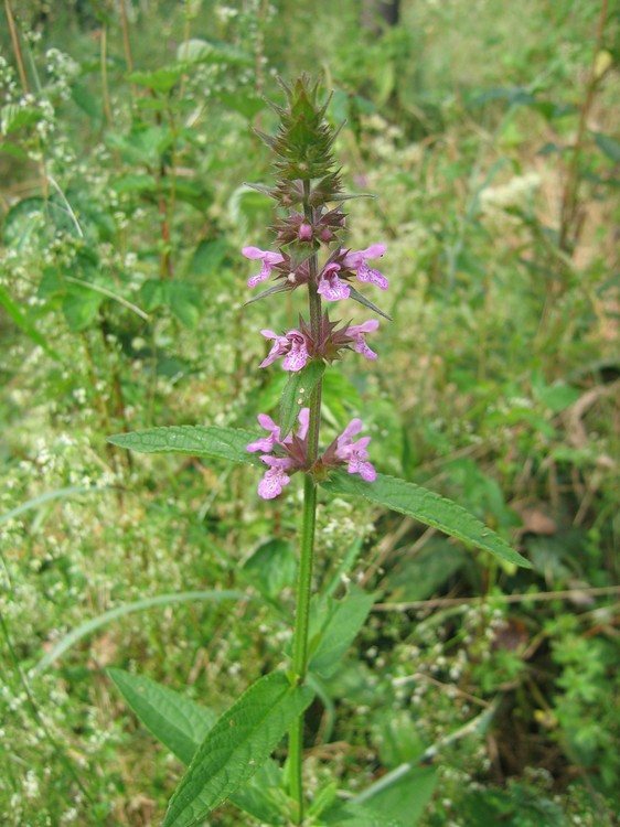 Stachys palustris