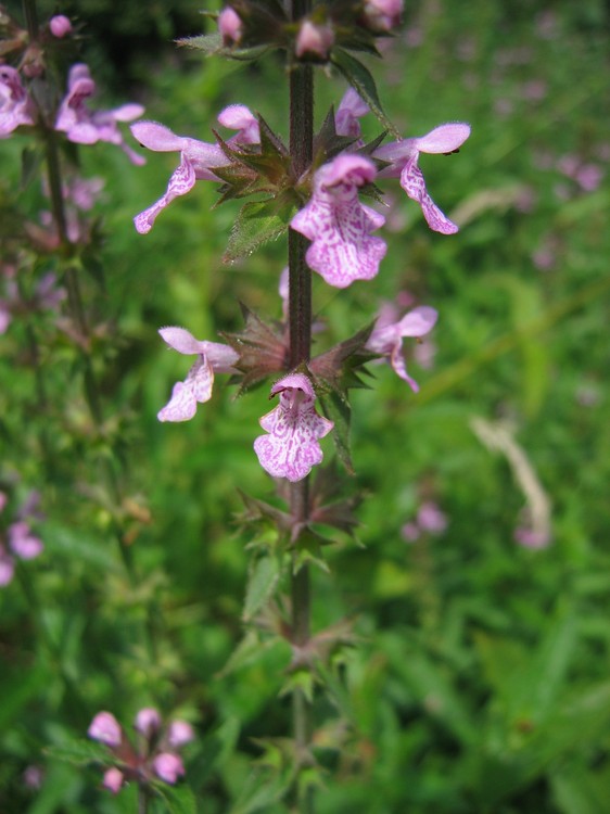 Stachys palustris