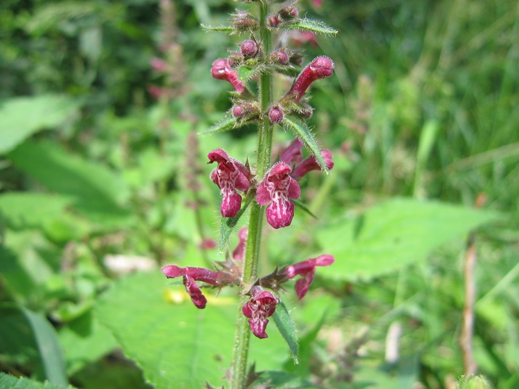 Stachys sylvatica