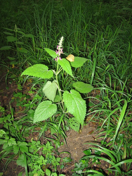 Stachys sylvatica