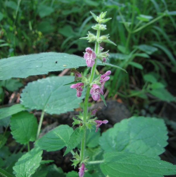 Stachys sylvatica