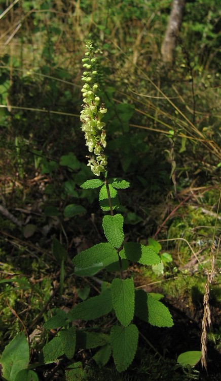 Teucrium scorodonia