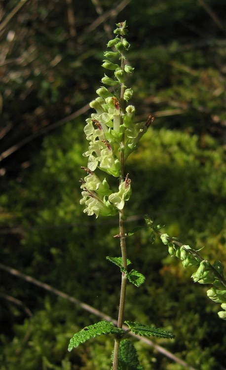 Teucrium scorodonia