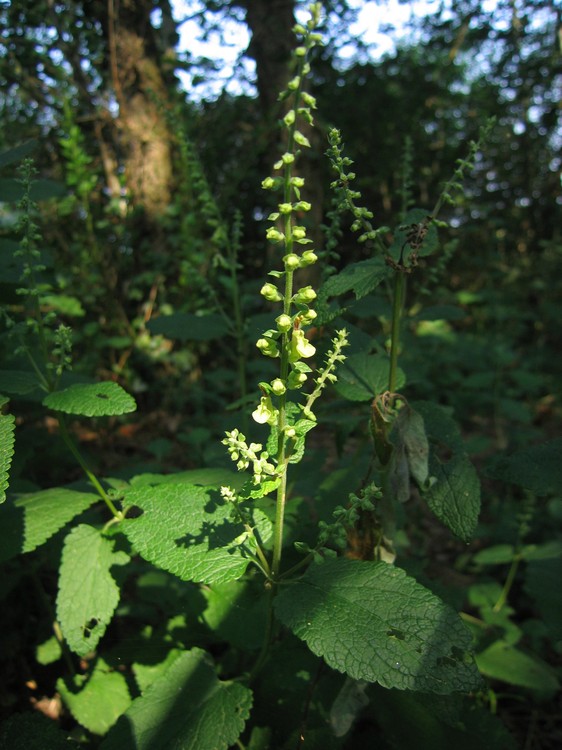 Teucrium scorodonia