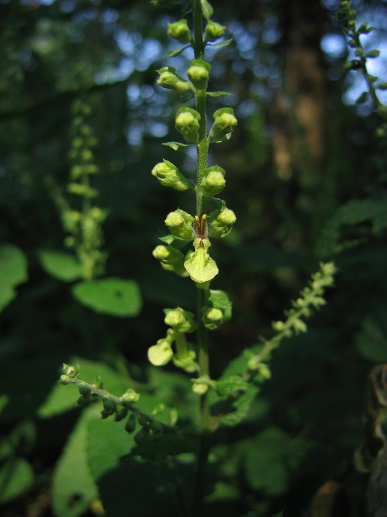 Teucrium scorodonia