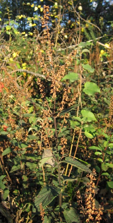 Teucrium scorodonia