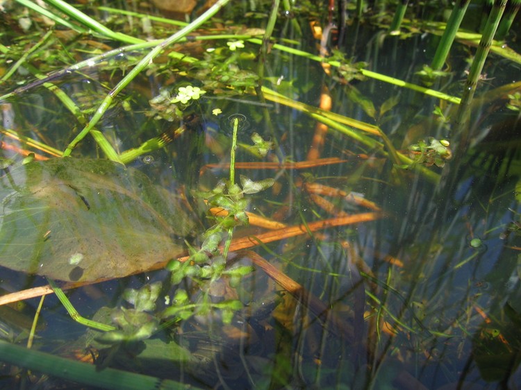 Lemna trisulca
