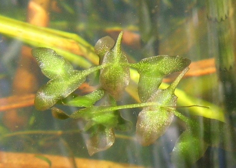 Lemna trisulca