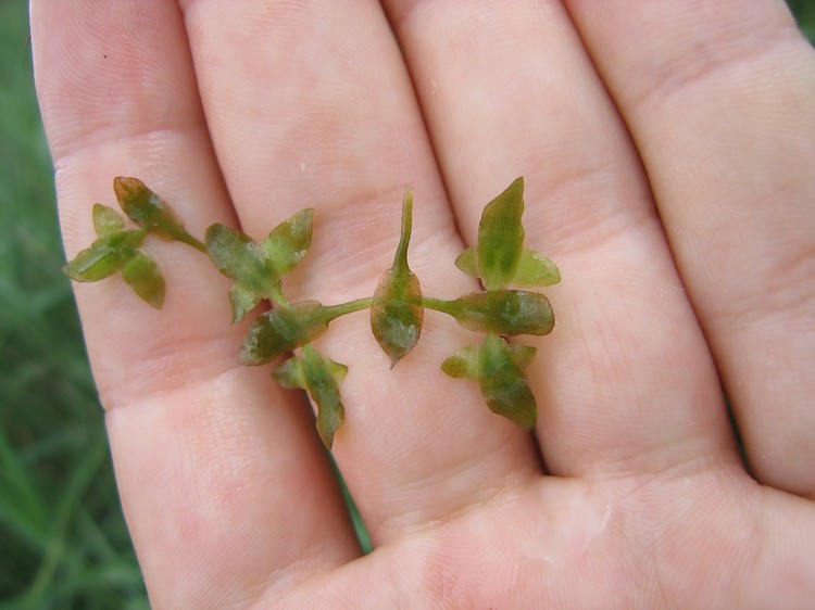 Lemna trisulca