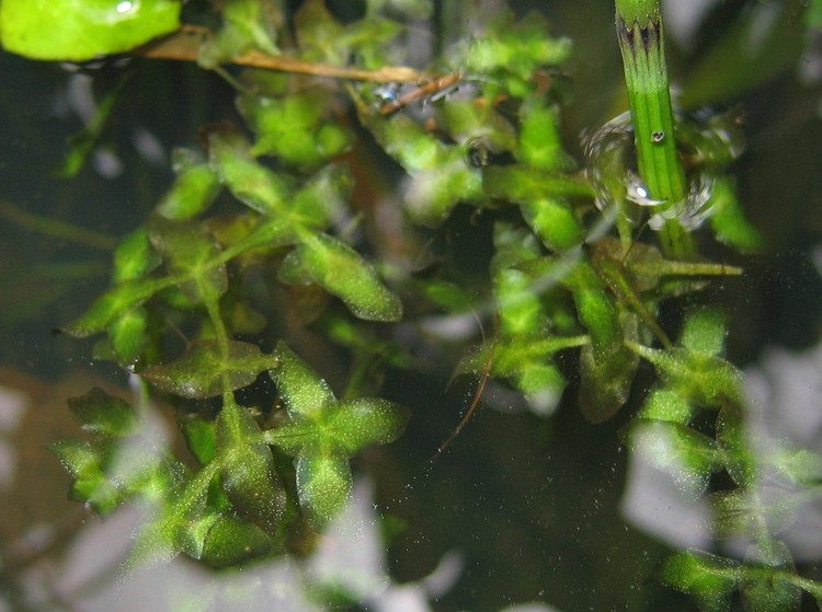 Lemna trisulca