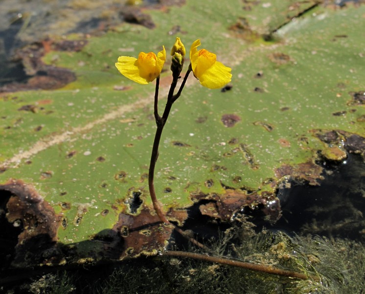 Utricularia australis