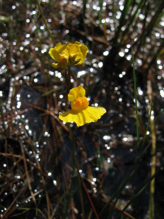 Utricularia australis
