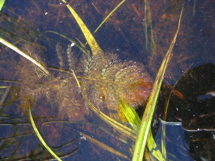 Utricularia australis