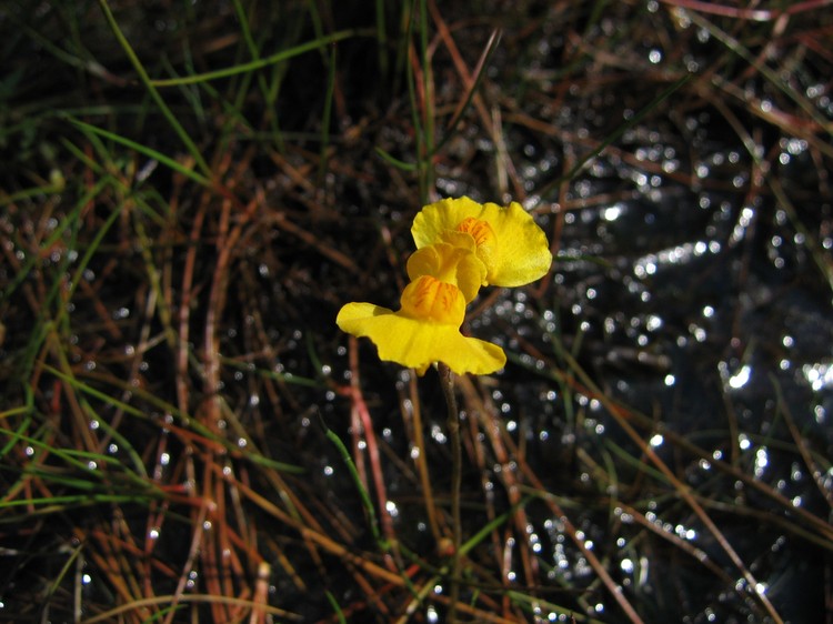 Utricularia australis