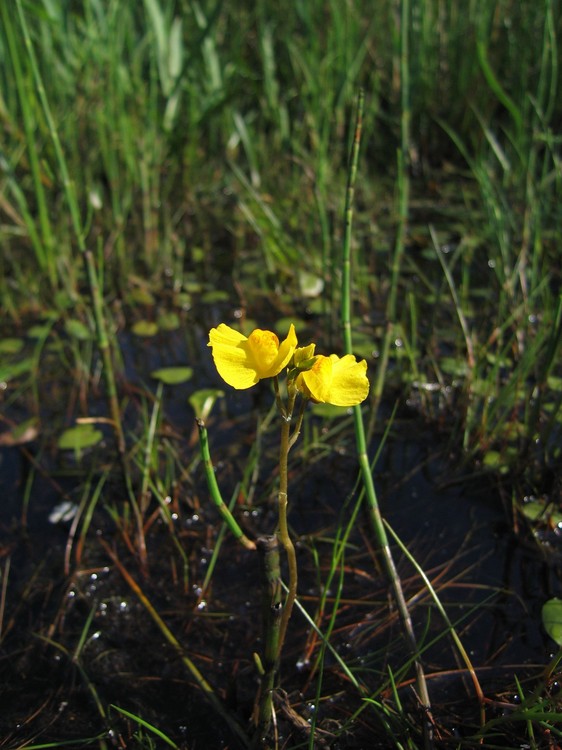 Utricularia australis