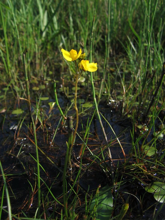 Utricularia australis