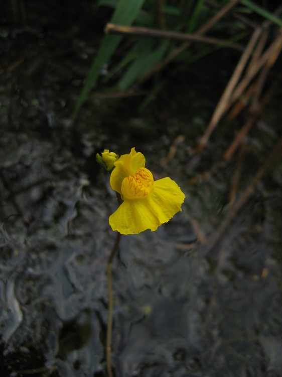 Utricularia australis