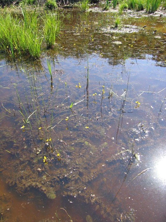 Utricularia australis
