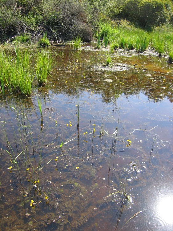 Utricularia australis