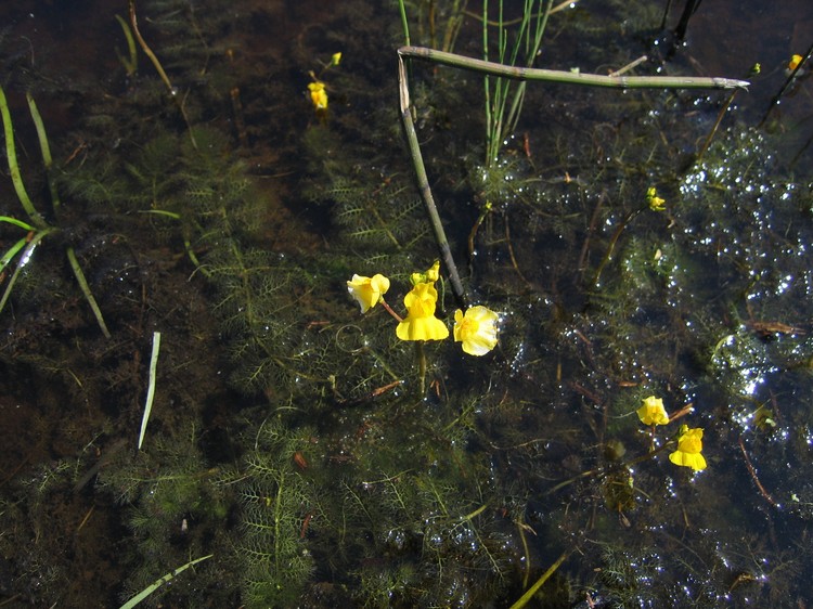 Utricularia australis
