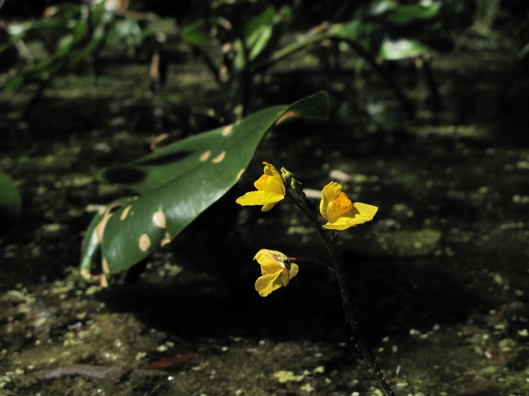 Utricularia australis