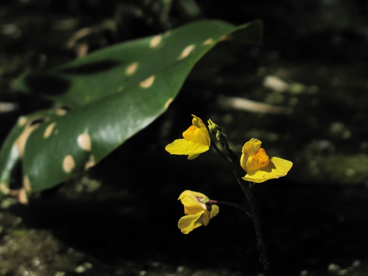 Utricularia australis