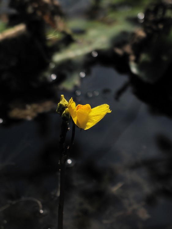 Utricularia australis