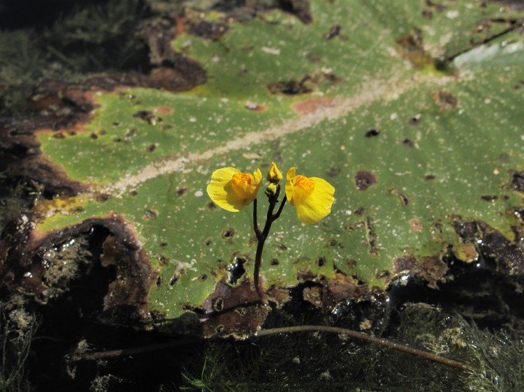 Utricularia australis