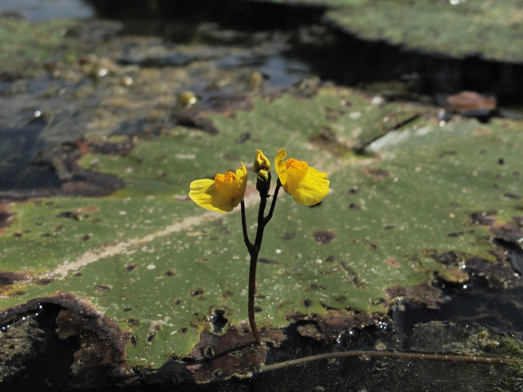 Utricularia australis