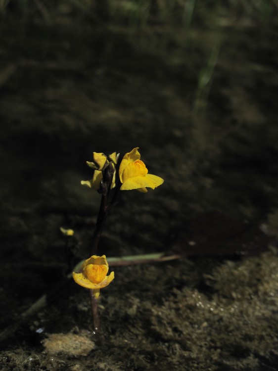 Utricularia australis