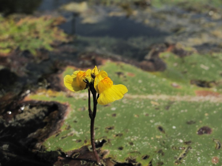 Utricularia australis