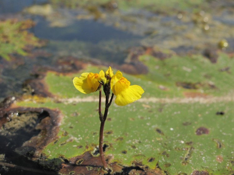 Utricularia australis