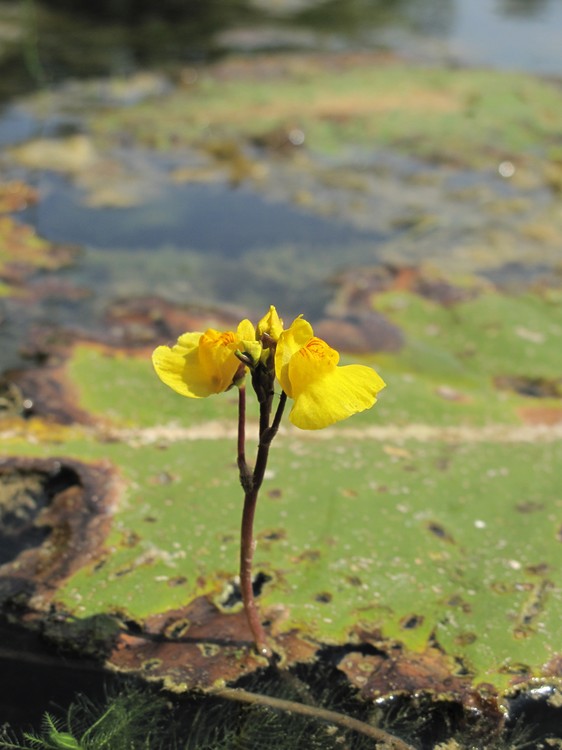 Utricularia australis