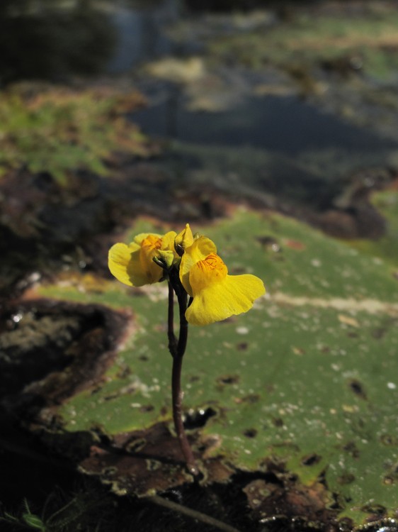 Utricularia australis
