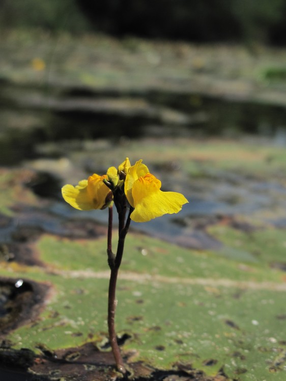 Utricularia australis