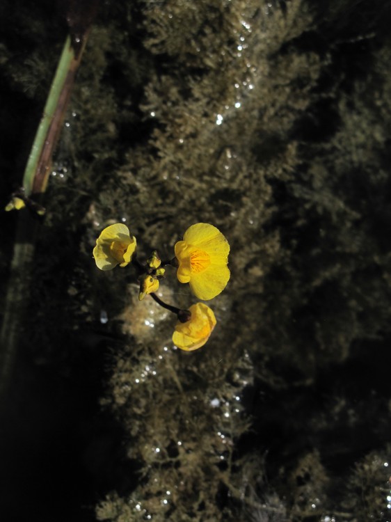 Utricularia australis
