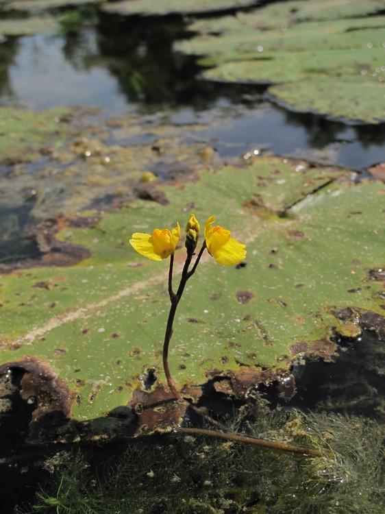 Utricularia australis