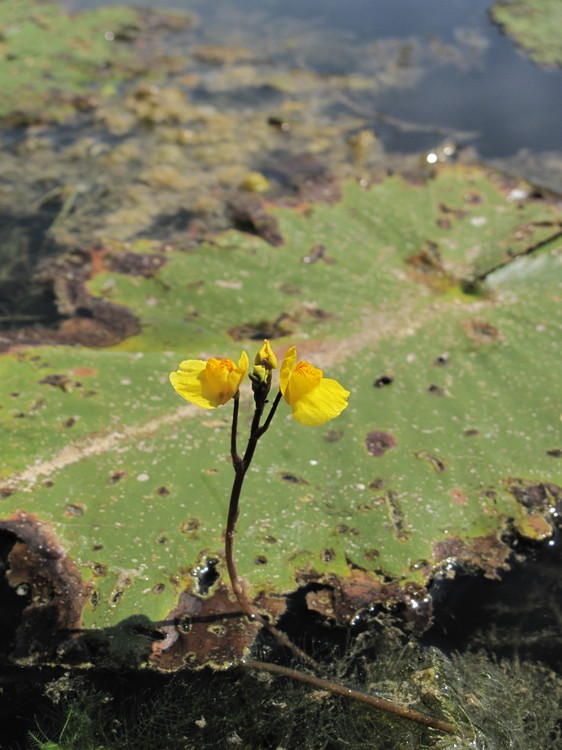 Utricularia australis
