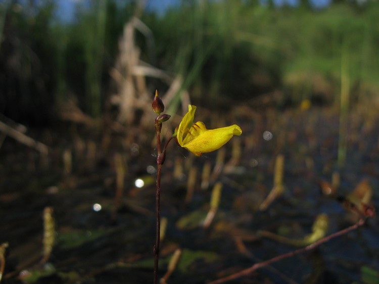 Utricularia ochroleuca
