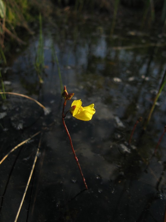 Utricularia ochroleuca